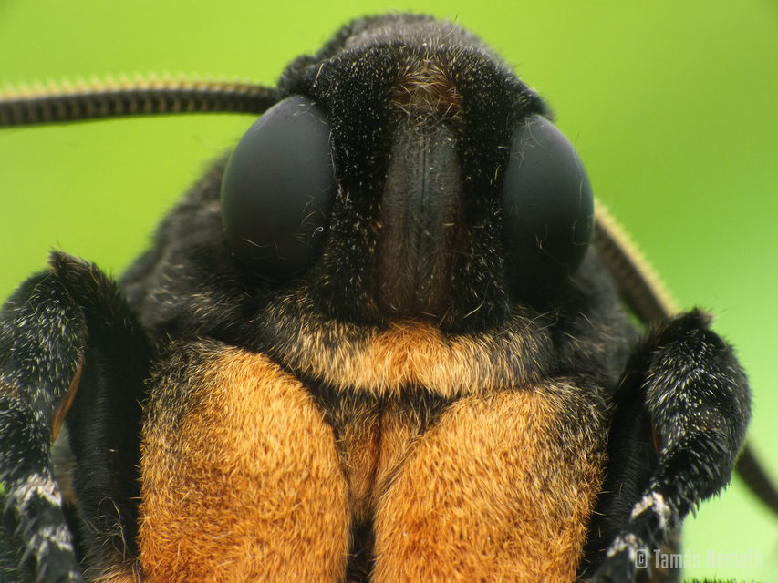 Acherontia atropos - halálfejes lepke