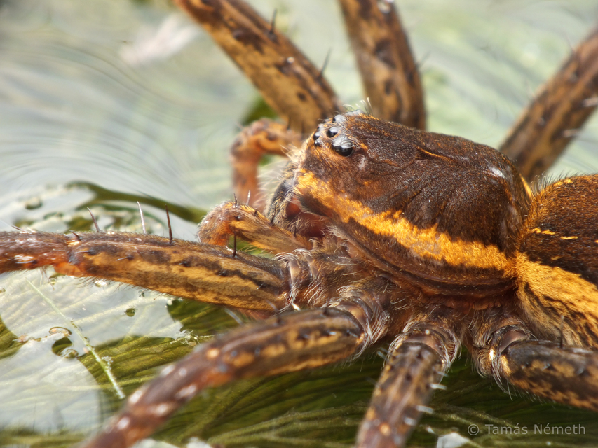 Dolomedes fimbriatus - szegélyes vidrapók
