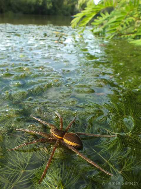 Dolomedes fimbriatus - szegélyes vidrapók