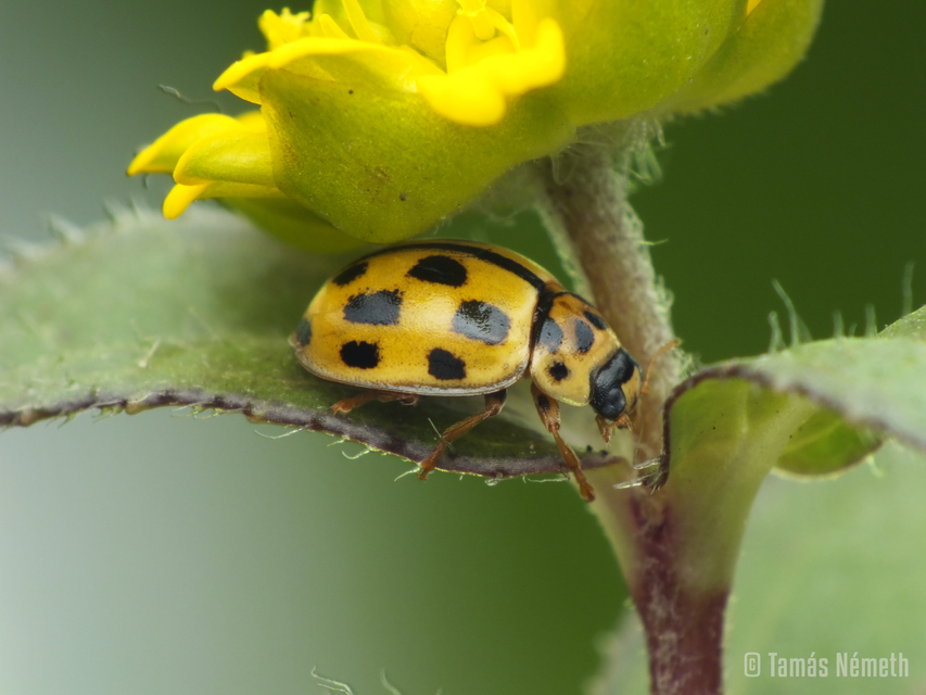 Propylea quatuordecimpunctata - tizennégypettyes füsskata