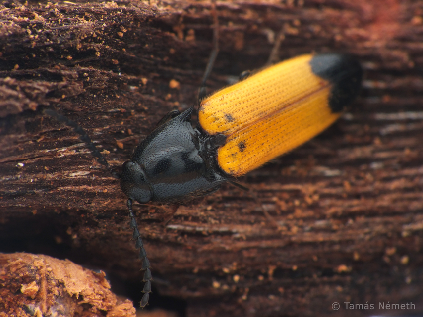 Ampedus elegantulus - csinos pattanó