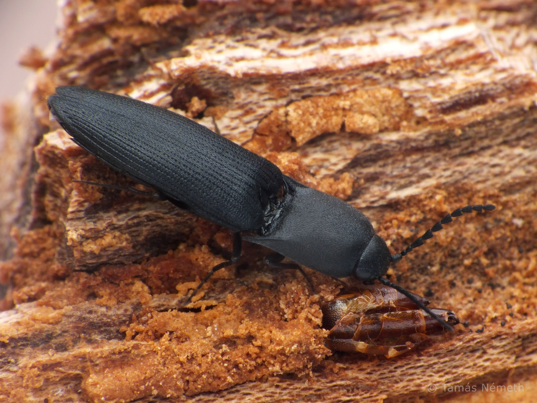 Megapenthes lugens - hegyesszárnyú pattanó