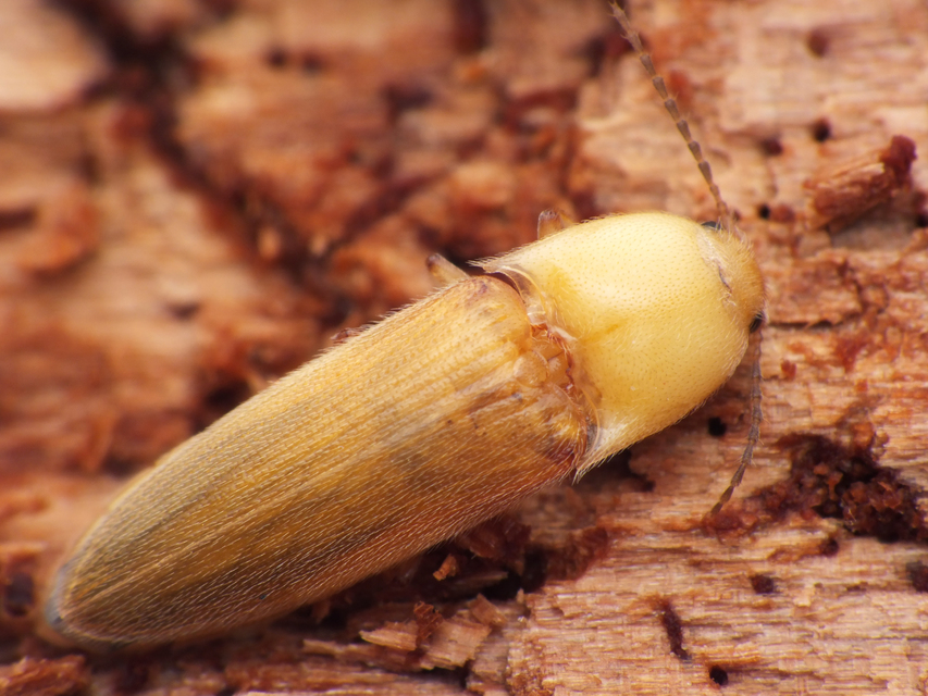 Ampedus sanguinolentus - középfoltos pattanó