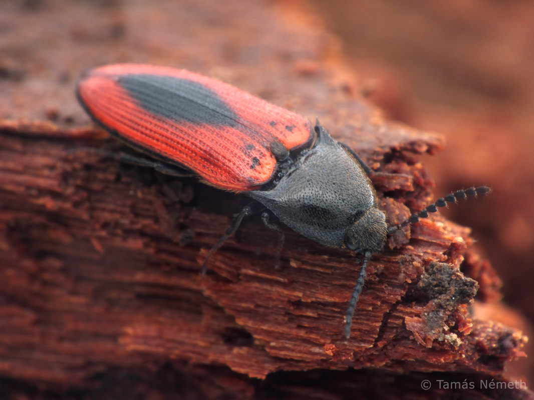 Ampedus sanguinolentus - középfoltos pattanó