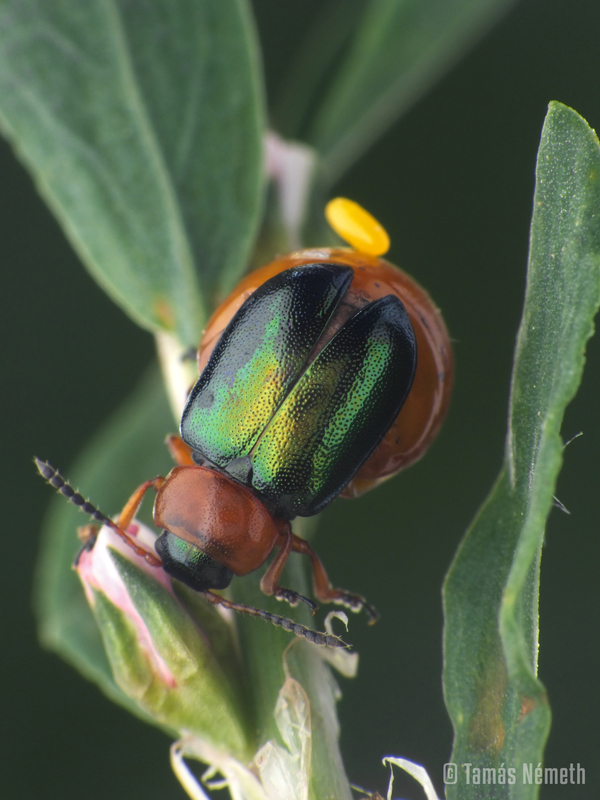 Gastrophysa polygoni - paraj-levélbogár