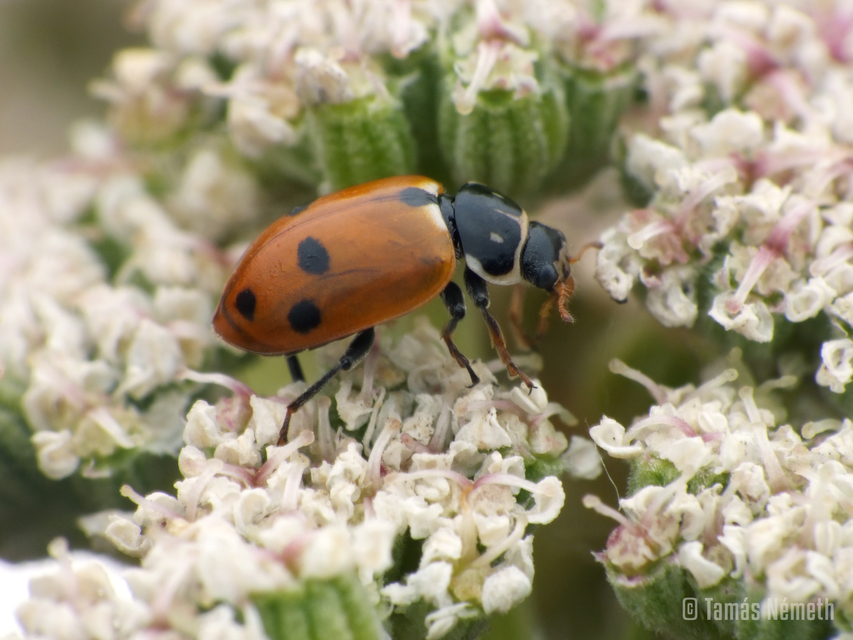 Hippodamia variegata - tizenhárompettyes katica