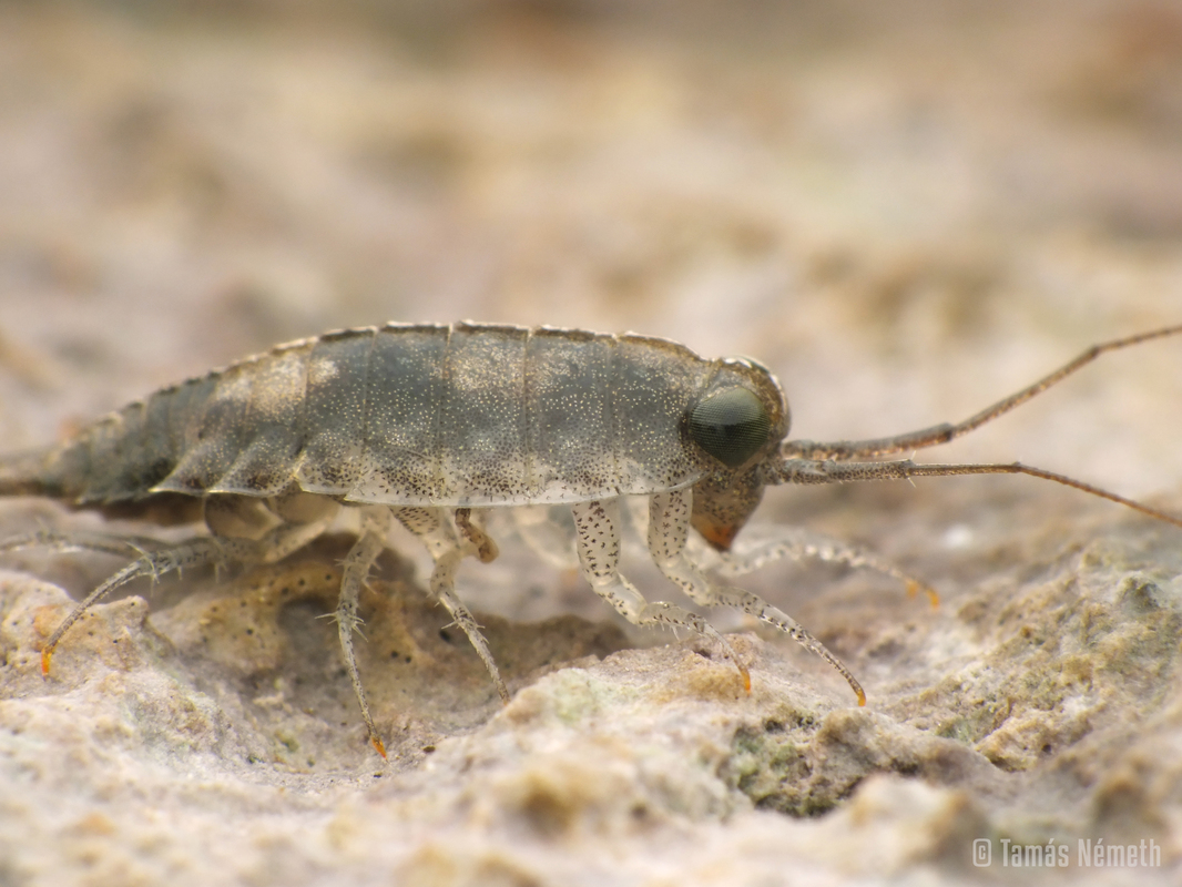 Ligia italica