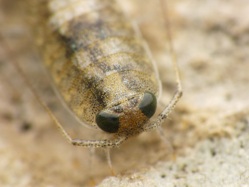 Ligia italica Ligia italica