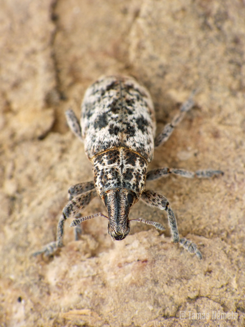 Cyphocleonus dealbatus - márványos barkó