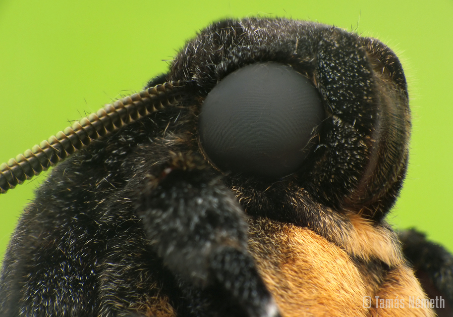 Acherontia atropos - halálfejes lepke