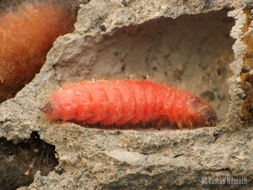 Trichodes