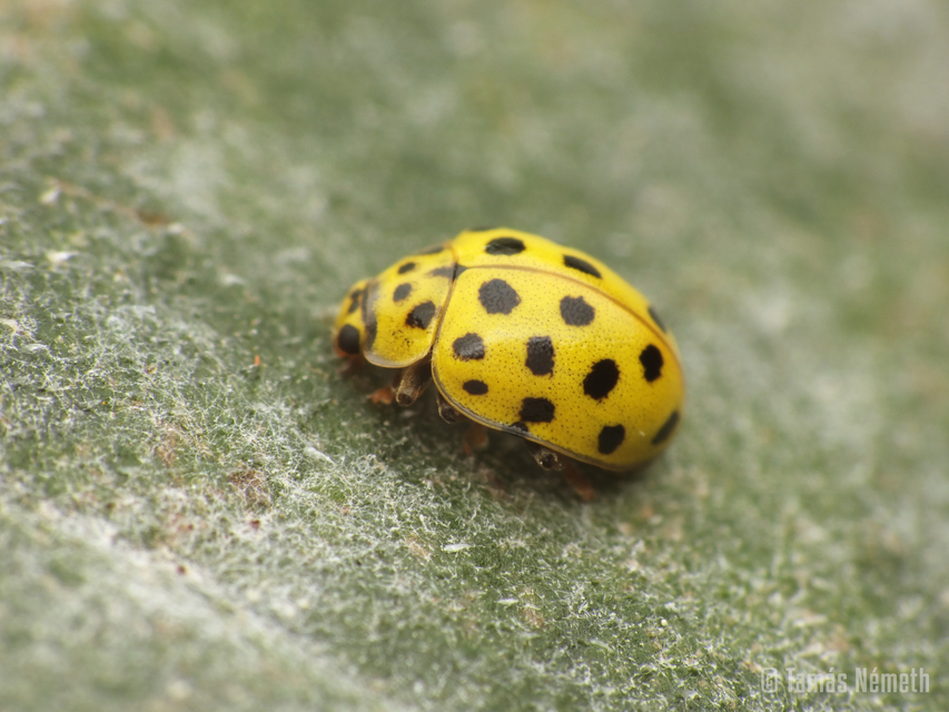 Psyllobora vigintiduopunctata - huszonkétpettyes katica