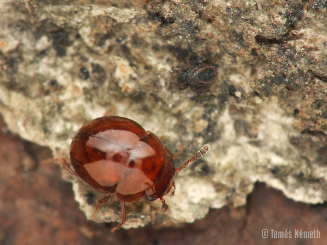 Agathidium varians - változó gombabogárka
