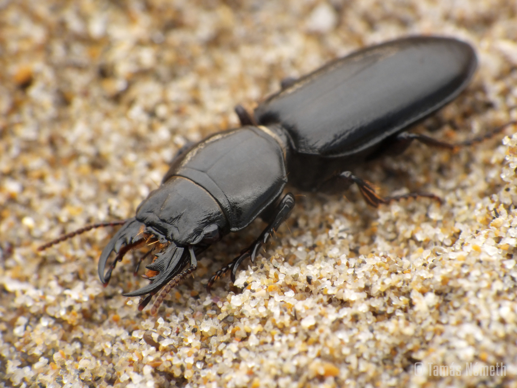 Scarites laevigatus