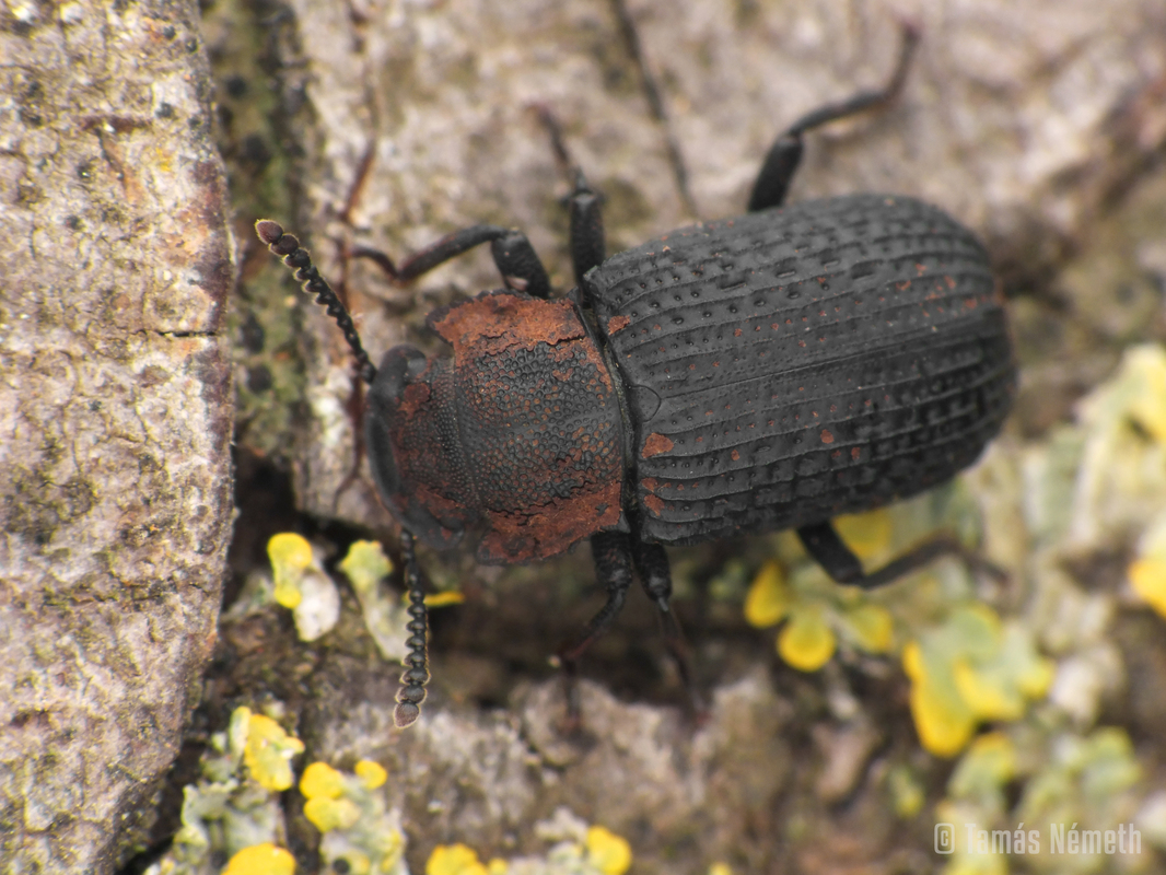 Bolitophagus reticulatus - bordás taplóbogár