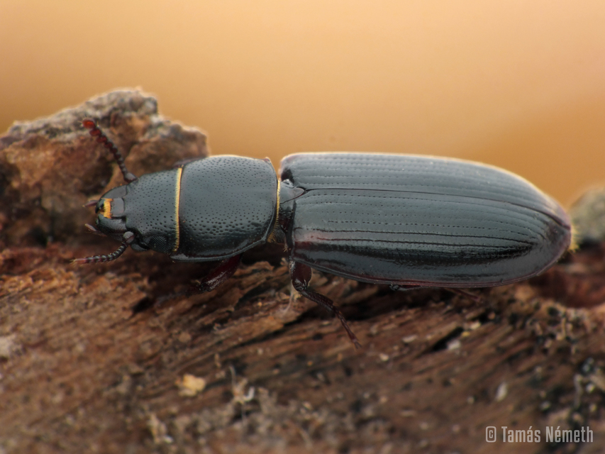 Tenebroides mauritanicus - lisztmentő korongbogár