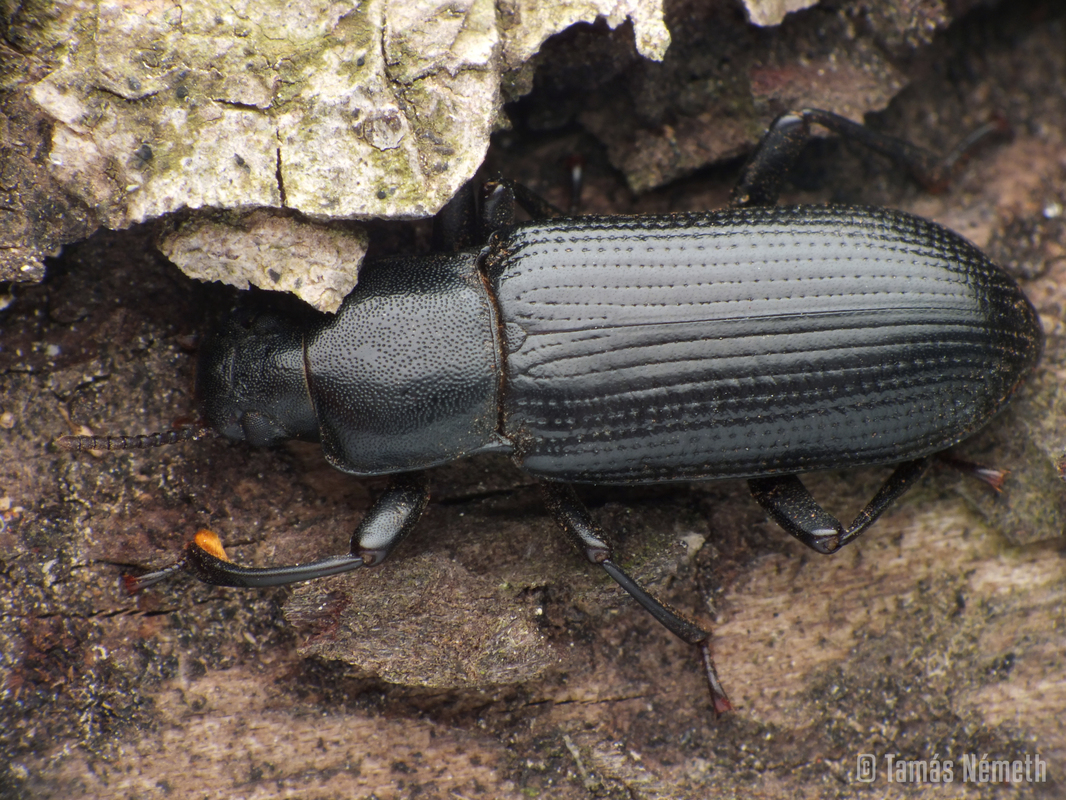 Menephilus cylindricus - fogasnyakú gyászbogár