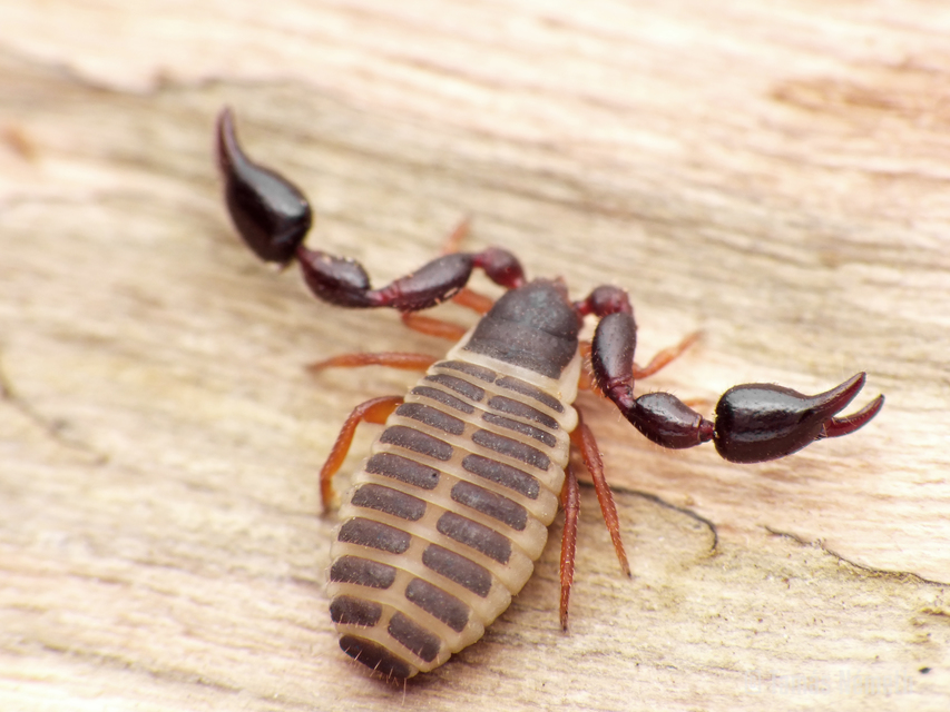 álskorpiók (Pseudoscorpionida)