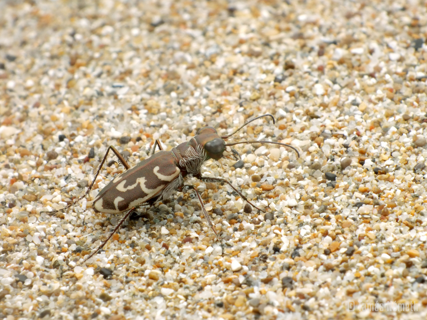 Cylindera trisignata
