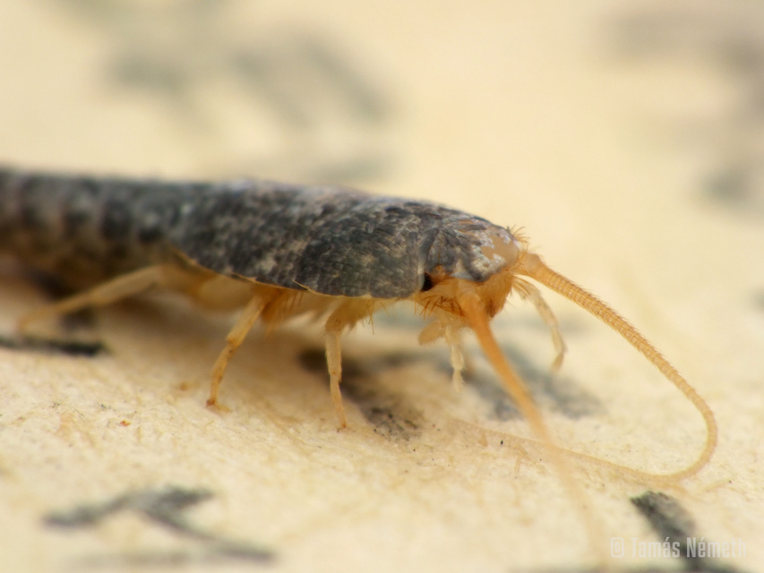 Lepisma saccharinum - ezüstös ősrovar
