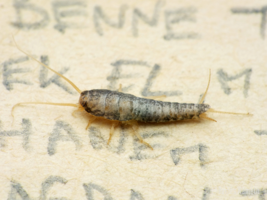 Lepisma saccharinum - ezüstös ősrovar