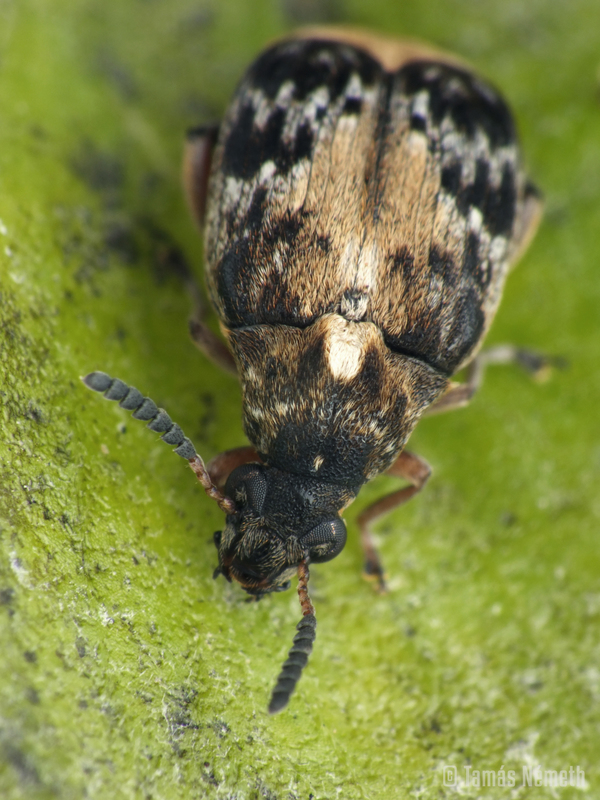 Megabruchidius dorsalis - foltoshátú lepényfazsizsik