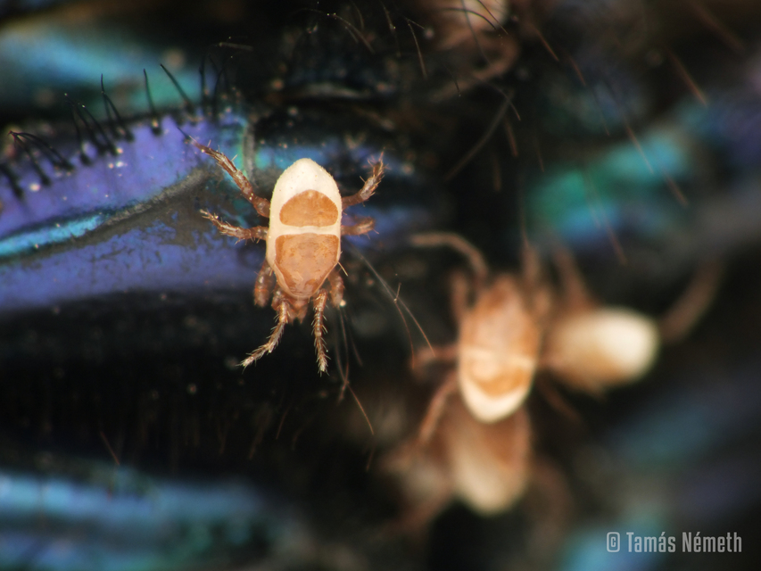Parasitidae