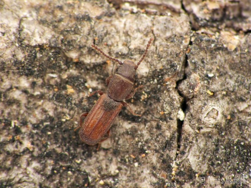 Laemophloeidae - szegélyeslapbogár-félék