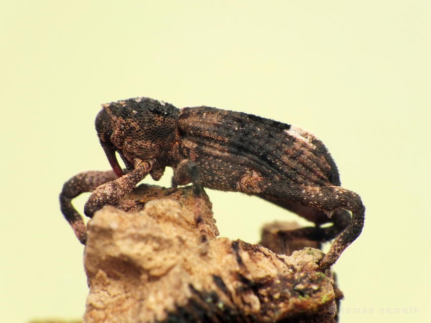Camptorhinus statua - bordás holttettetős-ormányos