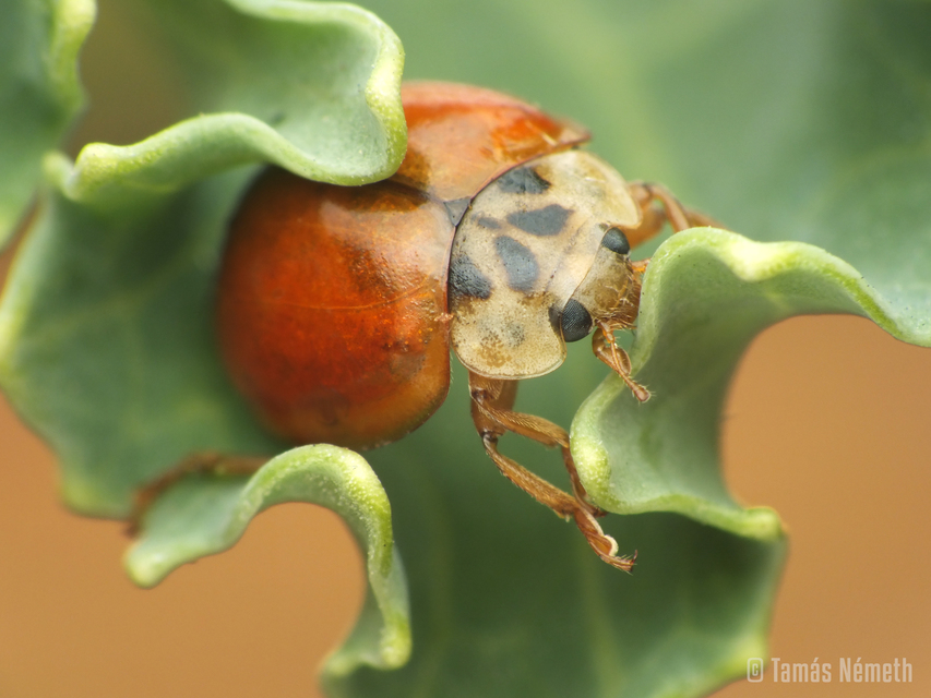 Harmonia axyridis - harlekinkatica