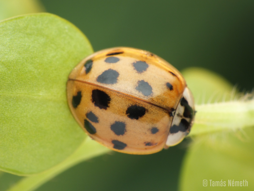 Harmonia axyridis - harlekinkatica
