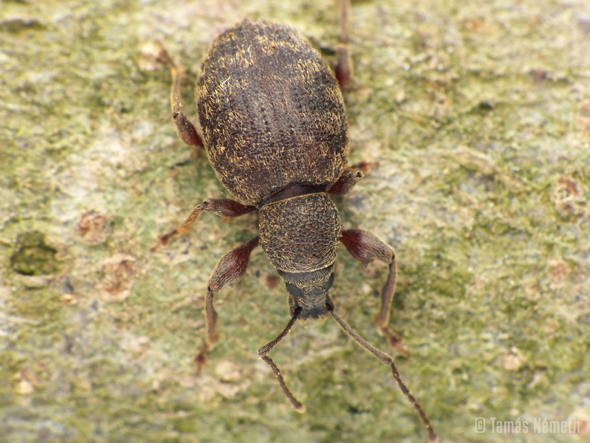 Otiorhynchus smreczynskii - zömök gyalogormányos