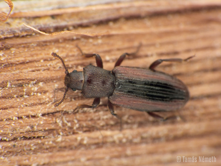 Bothrideres bipunctatus - szívnyakú humuszbogár