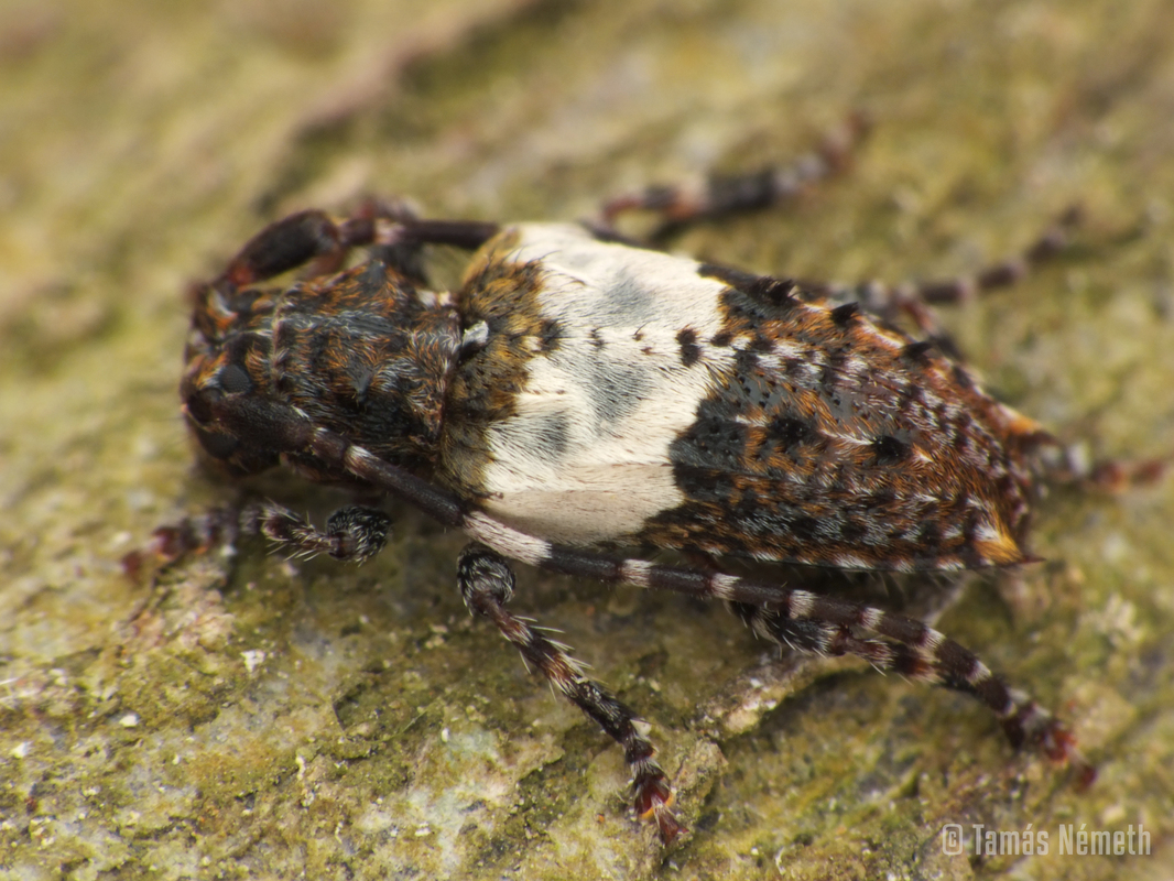 Pogonocherus hispidulus - négytövises ecsetcincér