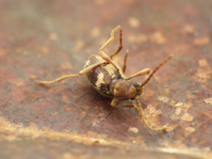 Ptinus fur - közönséges tolvajbogár