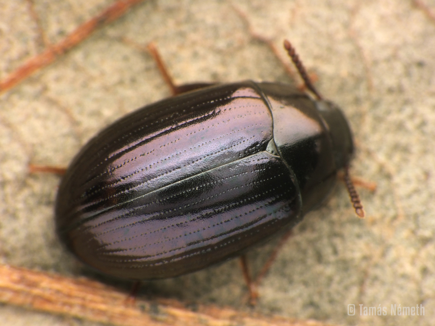 Platydema violaceum - fémkék taplóbogár