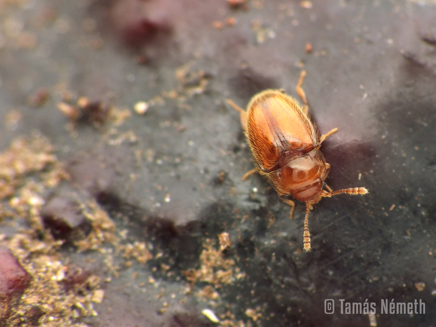 Symbiotes gibberosus - rőt álböde
