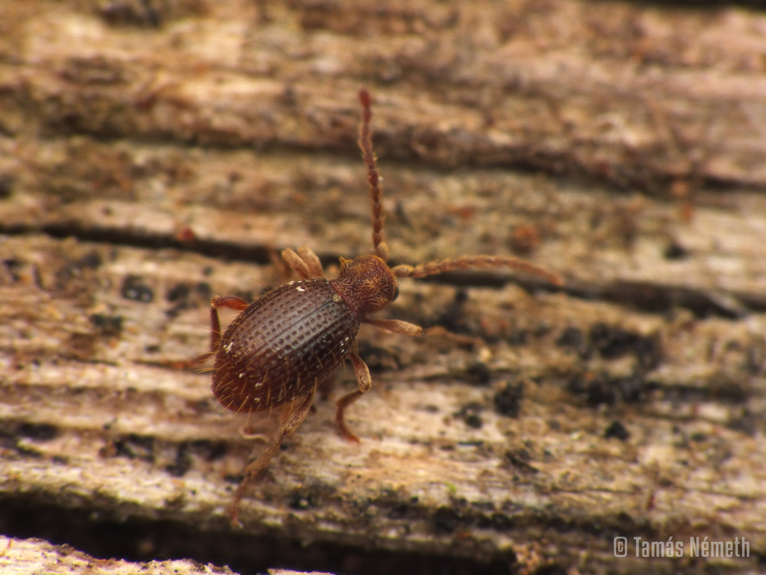 Ptinus pilosus - sarkantyús tolvajbogár