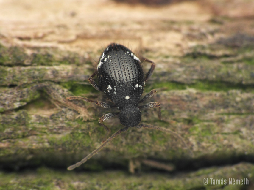 Ptinus capellae