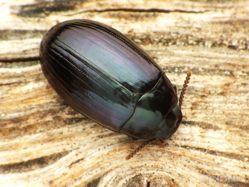 Platydema violaceum - fémkék taplóbogár