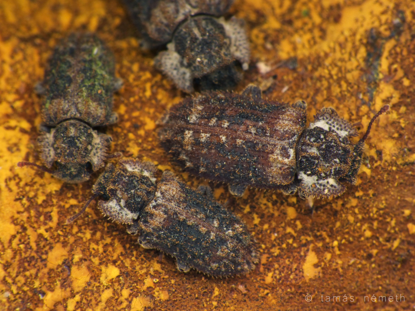 Endophloeus marcovichianus - fogasszélű héjbogár