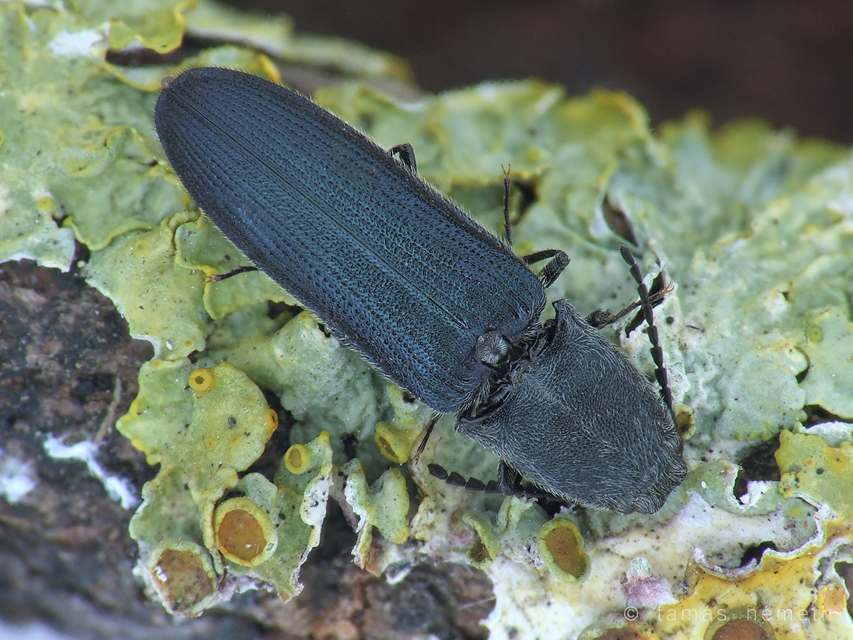 Limoniscus violaceus - kék pattanó