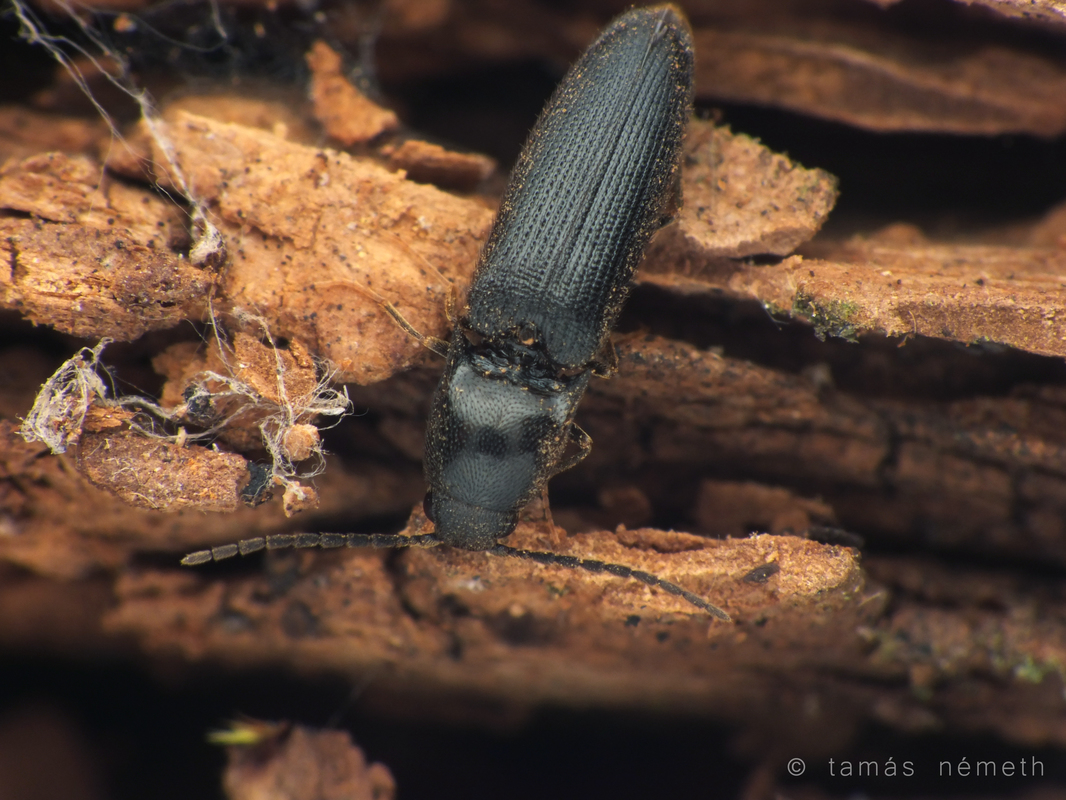 Procraerus tibialis - korhópattanó