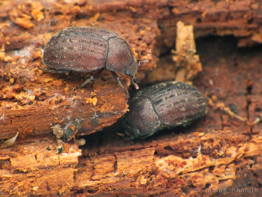 Aesalus scarabaeoides - szőrös szarvasbogár