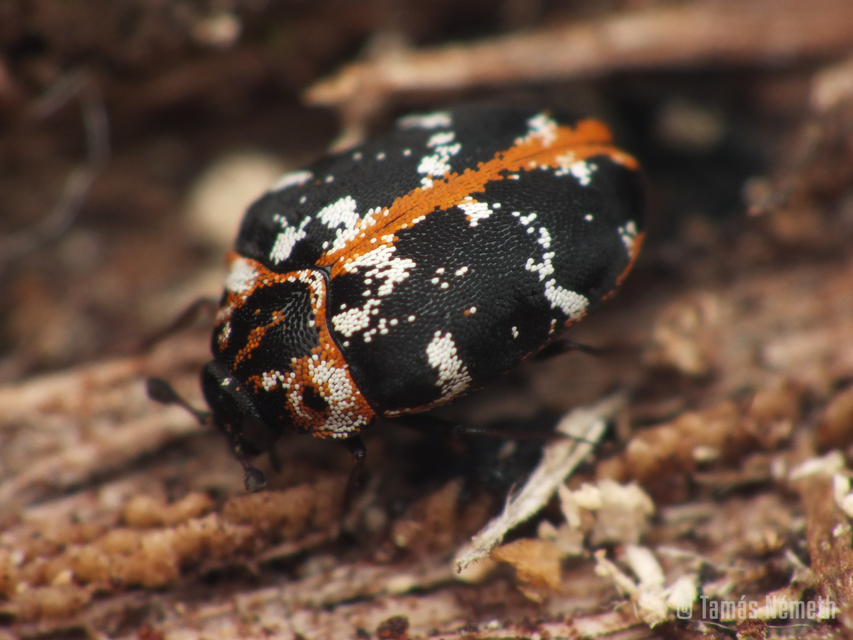 Anthrenus scrophulariae scrophulariae - északi nagy múzeumbogár