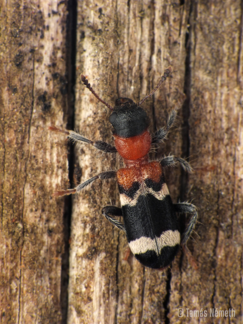 Thanasimus formicarius - vörösnyakú szúfarkas