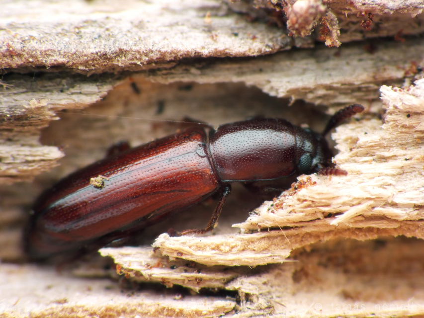 Corticeus unicolor - egyszínű kéregbújó