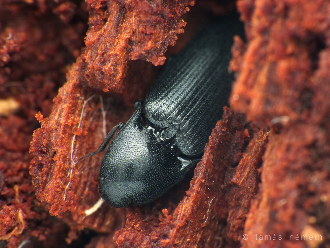 Ampedus nigerrimus - fekete pattanó
