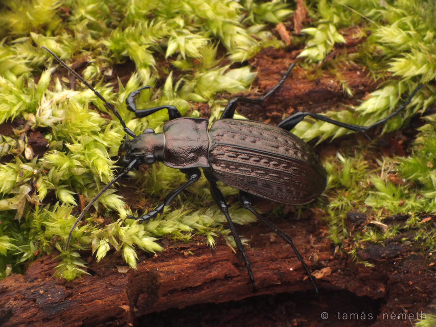 Carabus granulatus - mezei futrinka