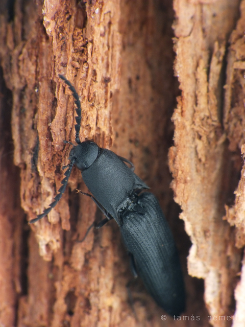 Megapenthes lugens - hegyesszárnyú pattanó